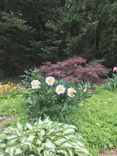 Blue Ridge Psychological Services - Mental health treatment facility in Boone, NC
