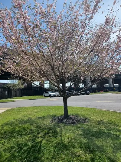 The Manhattan Psychiatric Center - Mental health facility in New York offering Cognitive Behavioral Therapy, Mental Health Assessment services